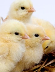 Chicks against White Background