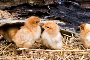Chicks standing on Straw