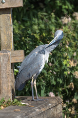 Grey Heron (scientific name Ardea Cinerea), The Broads, Norfolk, UK