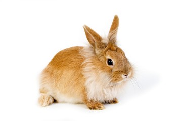 Red Dwarf Rabbit against White Background