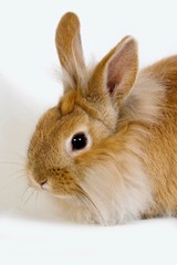 Red Dwarf Rabbit against White Background
