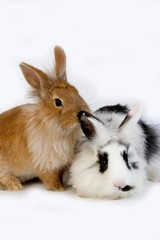 Red with Black and White Dwarf Rabbit against White Background