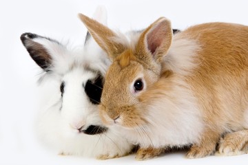 Obraz premium Red with Black and White Dwarf Rabbit against White Background