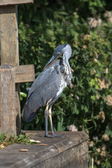 Grey Heron (scientific name Ardea Cinerea), The Broads, Norfolk, UK