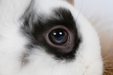 Black and White Dwarf Rabbit, Close up of Eye