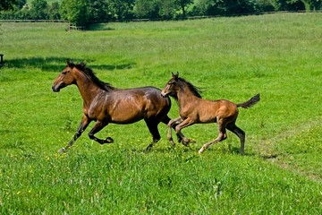 French Trotter, Mother and Foal in Paddock, Normandy
