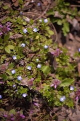 medicinal plant Veronica chamaedrys in spring