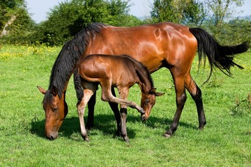 Naklejka na ściany i meble French Trotter, Mother and Foal in Paddock, Normandy