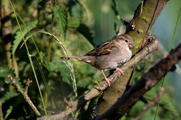 House Sparrow, passer domesticus, standing on Branch, Normandy