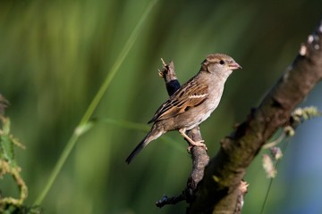 House Sparrow, passer domesticus, standing on Branch, Normandy