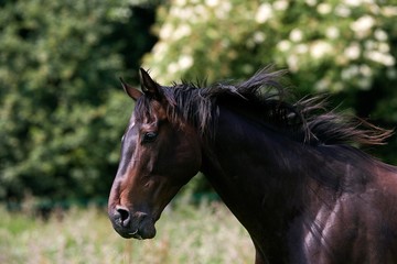 Obraz premium English Thoroughbred Male, Normandy