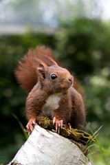 Red Squirrel, sciurus vulgaris, standing on Stump, Normandy