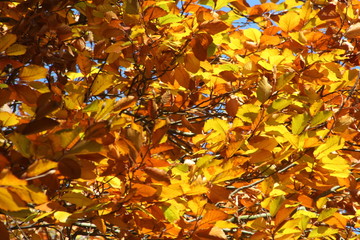 Herbstlicht in voller Schönheit