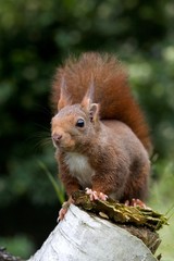 Red Squirrel, sciurus vulgaris, standing on Stump, Normandy