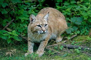 European Lynx, felis lynx