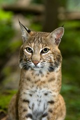 Portrait of European Lynx, felis lynx