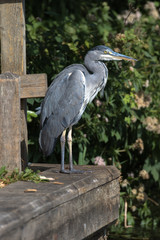 Grey Heron (scientific name Ardea Cinerea), The Broads, Norfolk, UK
