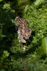 Tiger Cat or Oncilla, leopardus tigrinus