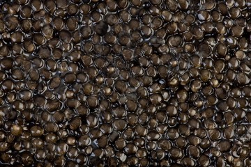 Caviar, Sturgeon's Eggs