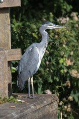 Grey Heron (scientific name Ardea Cinerea), The Broads, Norfolk, UK