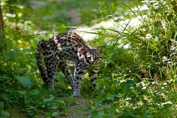 Fototapeta na wymiar Tiger Cat or Oncilla, leopardus tigrinus, in Defensive Posture