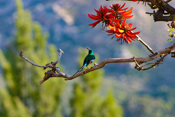 Brightly colored sugar bird on a branch