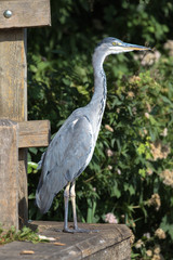 Grey Heron (scientific name Ardea Cinerea), The Broads, Norfolk, UK