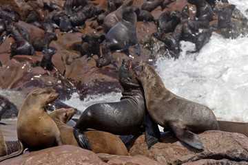 South African Fur Seal, arctocephalus pusillus, Colony at Cape Cross in Namibia