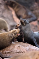 South African Fur Seal, arctocephalus pusillus, Females and Cup, Cape Cross in Namibia