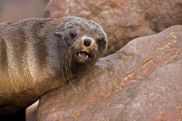 Fototapeta premium South African Fur Seal, arctocephalus pusillus, Portrait of Female, Cape Cross in Namibia