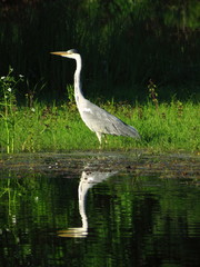 Gray heron standing by the water with reflection in it