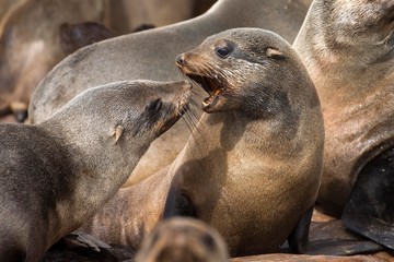 Obraz premium South African Fur Seal, arctocephalus pusillus, Colony at Cape Cross in Namibia