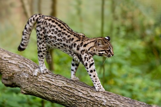 Tiger Cat or Oncilla, leopardus tigrinus, walking on branch