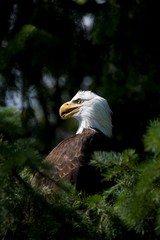 Bald Eagle, haliaeetus leucocephalus