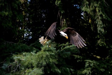 Bald Eagle, haliaeetus leucocephalus, Adult in Flight, Taking off