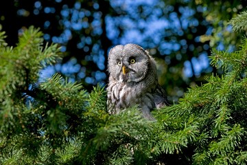 Great Grey Owl, strix nebulosa, Adult in Flight