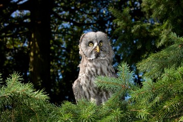 Great Grey Owl, strix nebulosa, Adult in Flight
