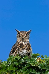 Cape Eagle Owl, bubo capensis