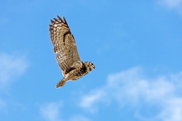 Cape Eagle Owl, bubo capensis, Adult in Flight