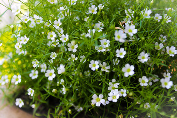 Tiny white flowers on a confetti bush
