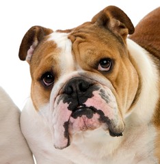 English Bulldog, Portrait of Female against White Background