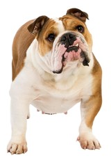English Bulldog, Female standing against White Background
