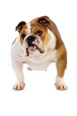 Obraz na płótnie Canvas English Bulldog, Female standing against White Background
