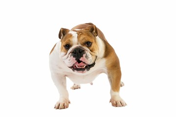 English Bulldog, Female standing against White Background