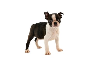 Boston Terrier Dog, Pup standing against white Background
