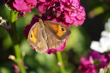 Colorful butterfly on a flower 