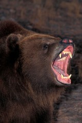 Fototapeta premium Kodiak Bear, ursus arctos middendorffi, with Open Mouth, in Defensive Posture, Alaska