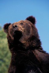 Brown Bear, ursus arctos, Portrait of Adult