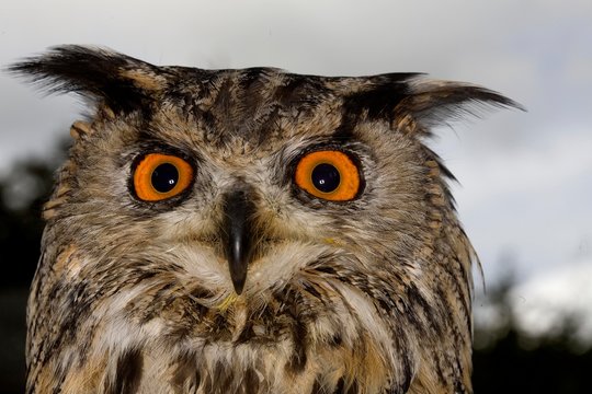 Portrait of European Eagle Owl, bubo bubo