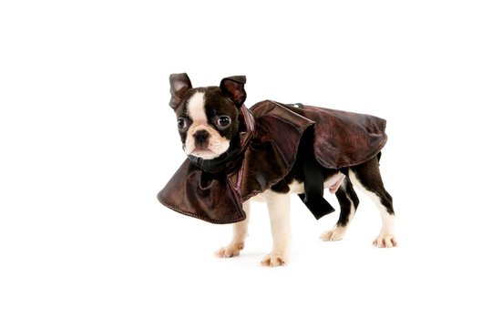 Boston Terrier Dog standing against white Background, Pup with Coat